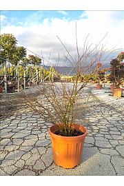 Acer palmatum Butterfly C25 Lit. 80-100 cm (ZEL)