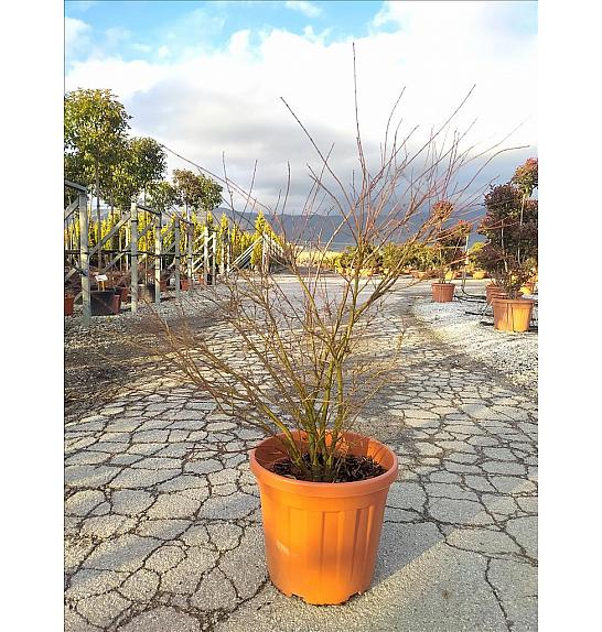 Acer palmatum Butterfly C25 Lit. 80-100 cm (ZEL)