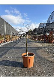 Acer palmatum Dissectum Inabashidare C33 Lit. Na Steblu 100 cm; Krošnja 80/100 cm (ZEL)