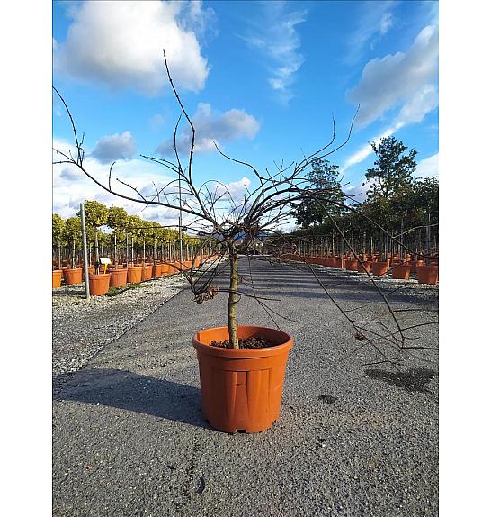 Acer palmatum Dissectum Inabashidare C35 Lit. Na Steblu 50 cm; Krošnja 80/100 cm (ZEL)