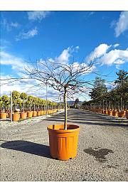 Acer palmatum Dissectum Inabashidare C55 Lit. Na Steblu 100 cm; Krošnja 100/125 cm (ZEL)