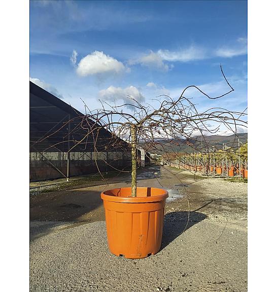 Acer palmatum Dissectum Inabashidare C55 Lit. Na Steblu 50 cm; Krošnja 100/125 cm (ZEL)