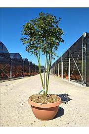 Acer palmatum Going Green C40 Lit. 125-150 cm (ZEL)