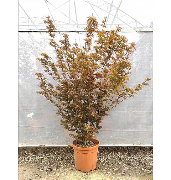Acer palmatum Jerre Schwartz  C25 Lit. 80-100 cm (ZEL)