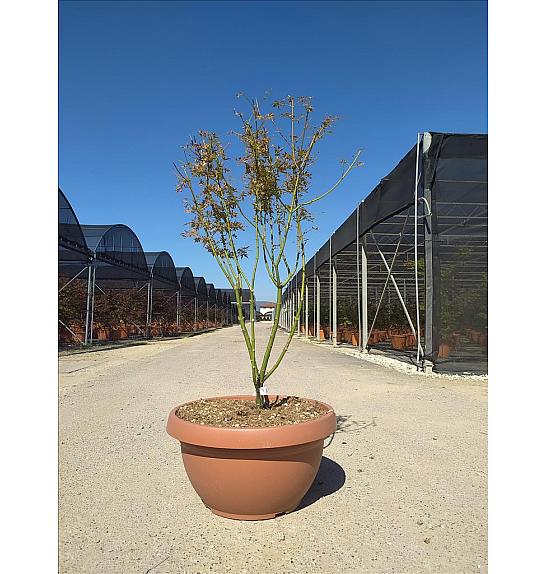 Acer palmatum Jerre Schwartz  C40 Lit. 125-150 cm (ZEL)