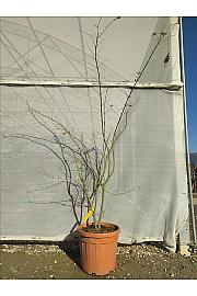 Acer palmatum Katsura C30 Lit. 125-150 cm (ZEL)