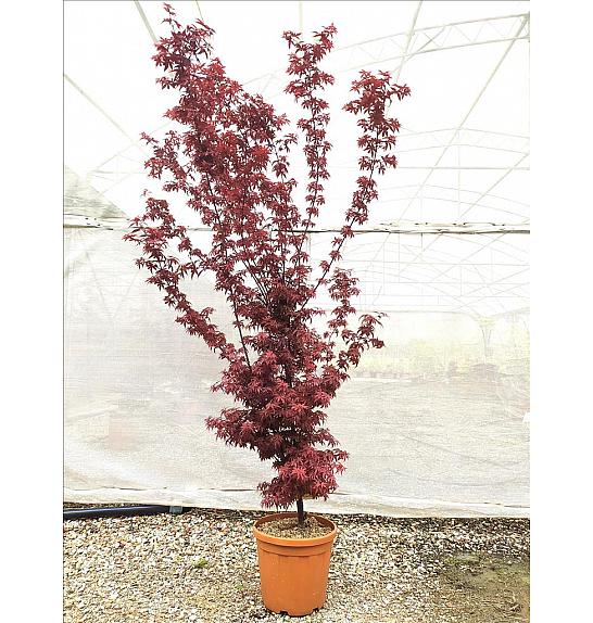 Acer palmatum Little Red C25 Lit. 80-100 cm (ZEL)