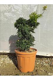 Acer palmatum Mikawa Yatsubusa C25 Lit. 80-100 cm (ZEL)