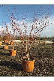 Acer palmatum Sangu Kaku  C90 Lit. 200-250 cm (ZEL)