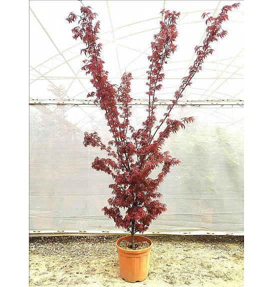 Acer palmatum Skeeters Broom C30 Lit. 80-100 cm (ZEL)