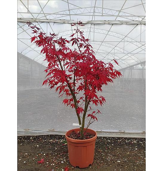 Acer palmatum Suminagashi C25 Lit. 80-100 cm (ZEL)