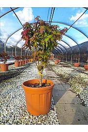 Acer palmatum Summergold  C27 Lit. 80-100 cm (ZEL)
