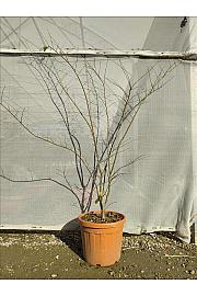 Acer palmatum Summergold  C30 Lit. 125-150 cm (ZEL)