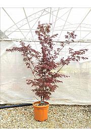 Acer palmatum Trompenburg C25 Lit. 80-100 cm (ZEL)