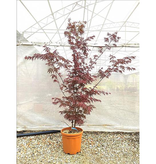 Acer palmatum Trompenburg C25 Lit. 80-100 cm (ZEL)