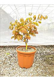 Acer Shirasawanum Moonrise C25 Lit. 80-100 cm (ZEL)