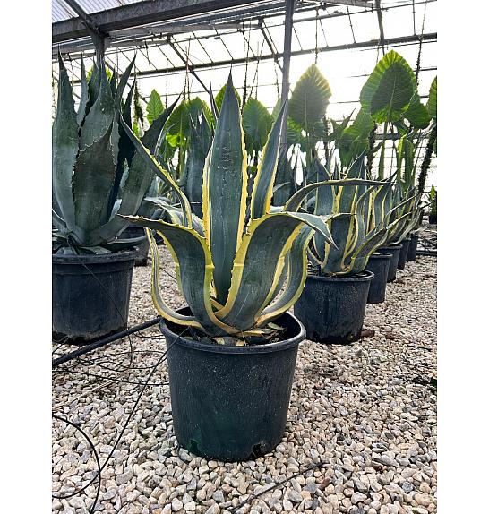 Agave Americana Variegata C18 Lit. 60-80 cm (ZEL)