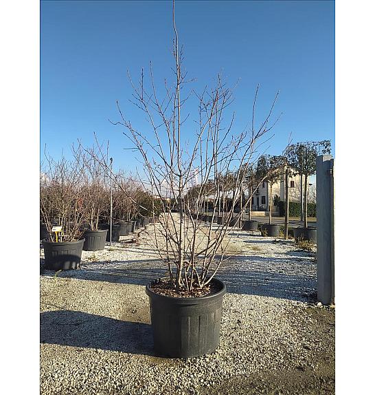 Amelanchier Lamarckii C180 Lit. 250-300 cm (ZEL)