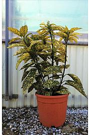 Aucuba Jap. Golden King C9 Lit. 40-60 cm (ZEL)