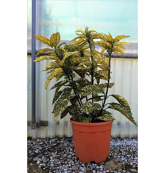 Aucuba Jap. Golden King C9 Lit. 40-60 cm (ZEL)