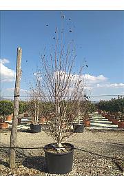Betula Utilis Jaquemontii C230 Lit. 300-350 cm; Večstebelni (ZEL)