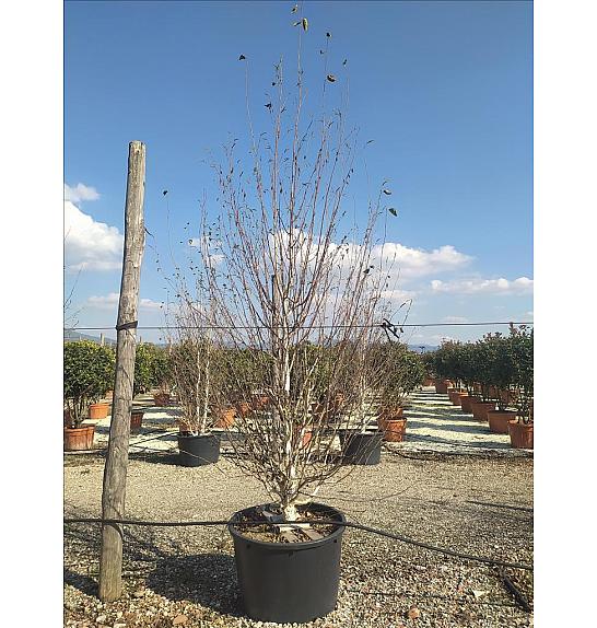Betula Utilis Jaquemontii C230 Lit. 300-350 cm; Večstebelni (ZEL)
