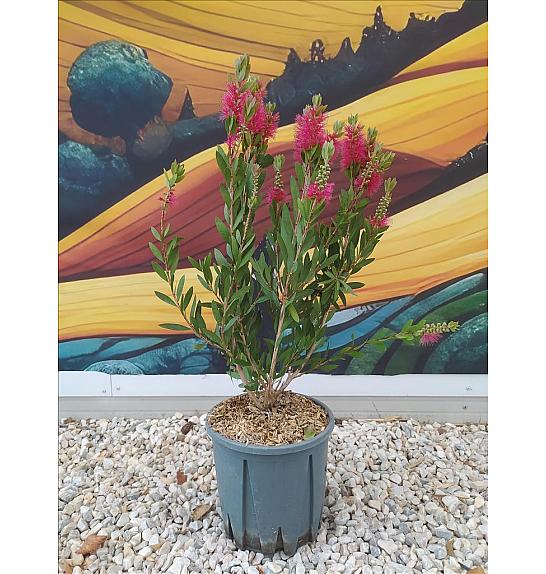 Callistemon Vim. Inferno C9 Lit. 40-60 cm (ZEL)