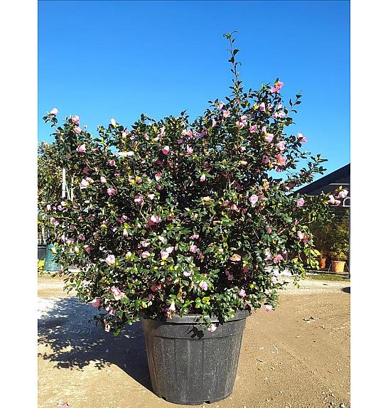 Camellia Sasanqua Cleopatra (Rosa Chiaro) C110 Lit. 150-175 cm (ZEL)