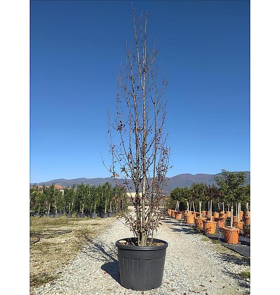 Carpinus Bet. Beckman C110 Lit. 300-350 cm (ZEL)
