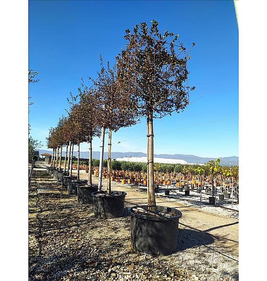 Carpinus Betulus  C285 Lit. Na Steblu 200 cm; 25/30 cm (ZEL)