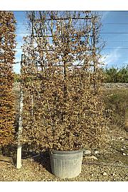 Carpinus Betulus C150 Lit. 250-300 cm; Špalir (ZEL)