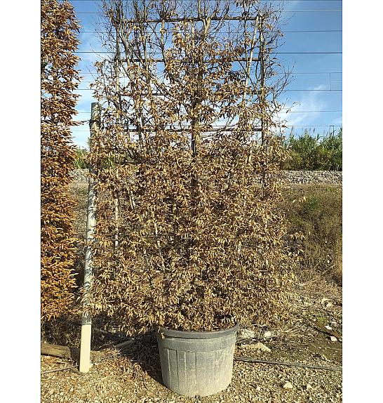 Carpinus Betulus C150 Lit. 250-300 cm; Špalir (ZEL)