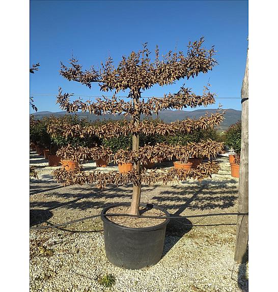 Carpinus Betulus C285 Lit. 150-175 cm; Špalir (ZEL)
