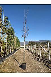 Carpinus Betulus C45 Lit. Na Steblu 200 cm; 8/10 cm (ZEL)