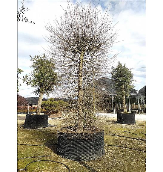 Carpinus Betulus C500 Lit. 350-400 cm; Krošnja 175/200 cm; Cilinder (ZEL)