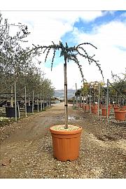 Cedrus Atl. Glauca Pendula C30 Lit. Na Steblu 100 cm; 6/8 cm (ZEL)