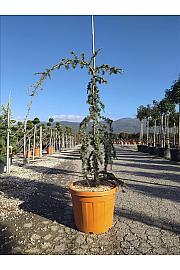 Cedrus Atl. Glauca Pendula C35 Lit. 150-175 cm (ZEL)