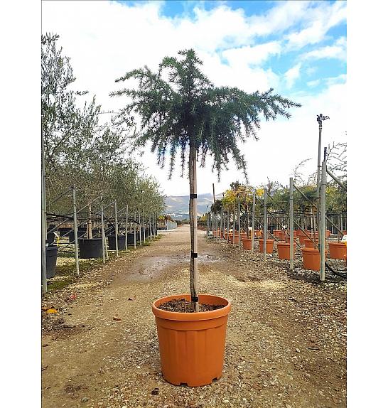 Cedrus Deod. Feeling Bleu C25 Lit. Na Steblu 100 cm; Krošnja 40/60 cm (ZEL)