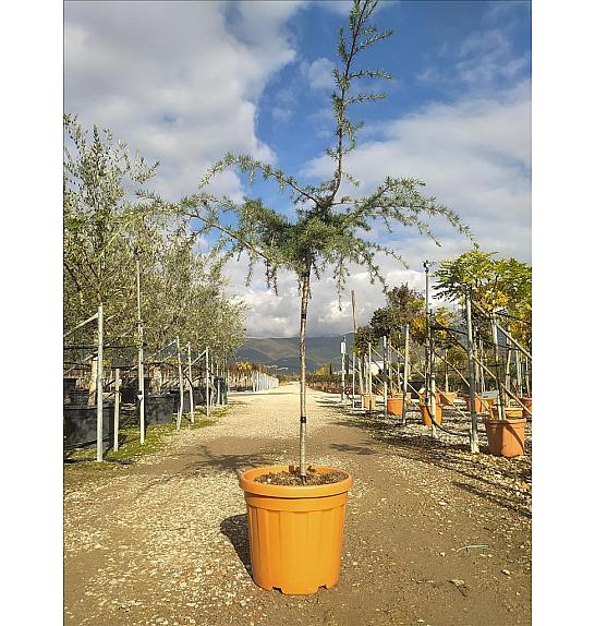 Cedrus Deod. Golden Horizon C25 Lit. Na Steblu 100 cm (ZEL)