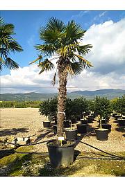 Chamaerops Excelsa (=Trachycarpus Fortunei) C285 Lit. 250-300 cm (ZEL)