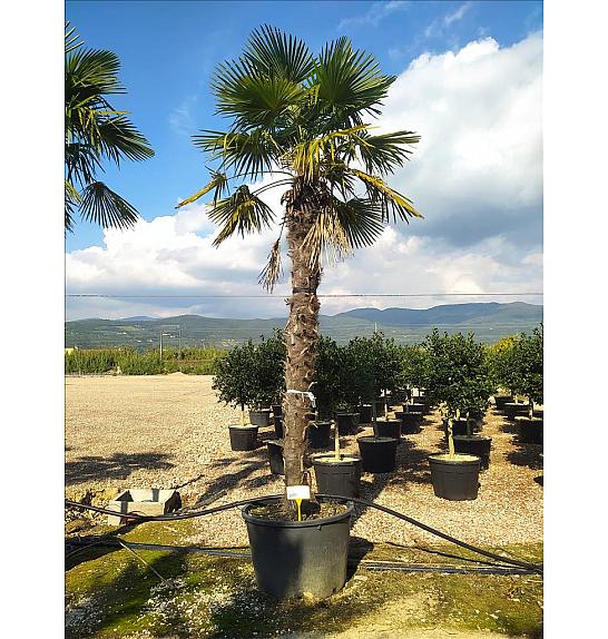 Chamaerops Excelsa (=Trachycarpus Fortunei) C285 Lit. 250-300 cm (ZEL)