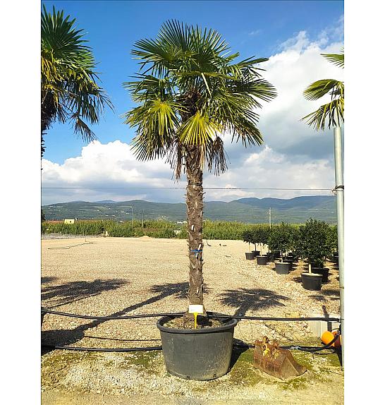 Chamaerops Excelsa (=Trachycarpus Fortunei) C285 Lit. 300-350 cm (ZEL)