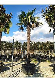 Chamaerops Excelsa (=Trachycarpus Fortunei) C285 Lit. 400-500 cm (ZEL)