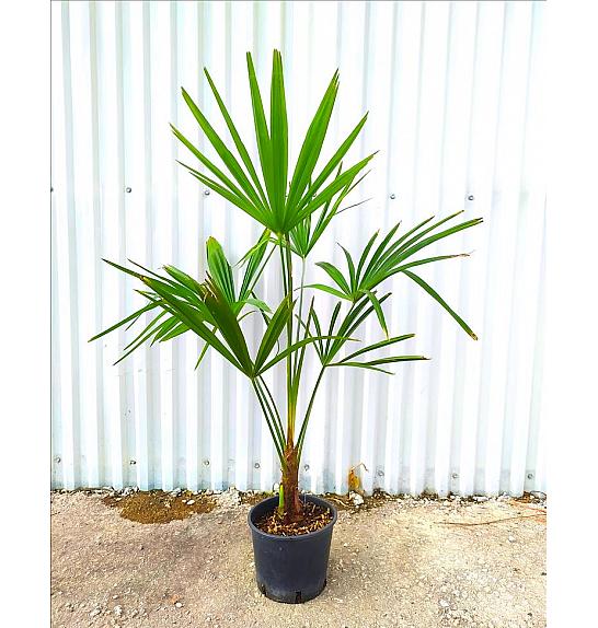 Chamaerops Excelsa (=Trachycarpus Fortunei) C3 Lit. 40-60 cm (ZEL)