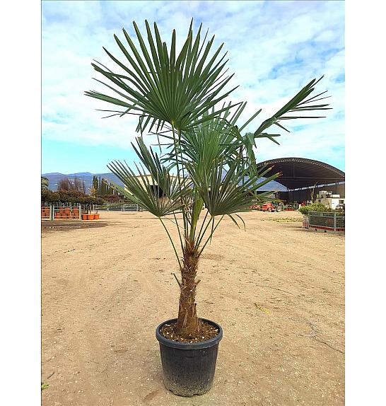 Chamaerops Excelsa (=Trachycarpus Fortunei) C35 Lit. 80-100 cm (ZEL)