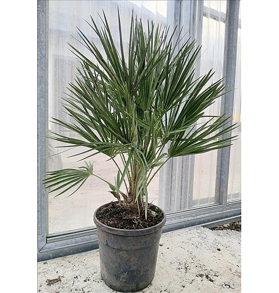 Chamaerops Humilis C9 Lit. 60-80 cm (ZEL)