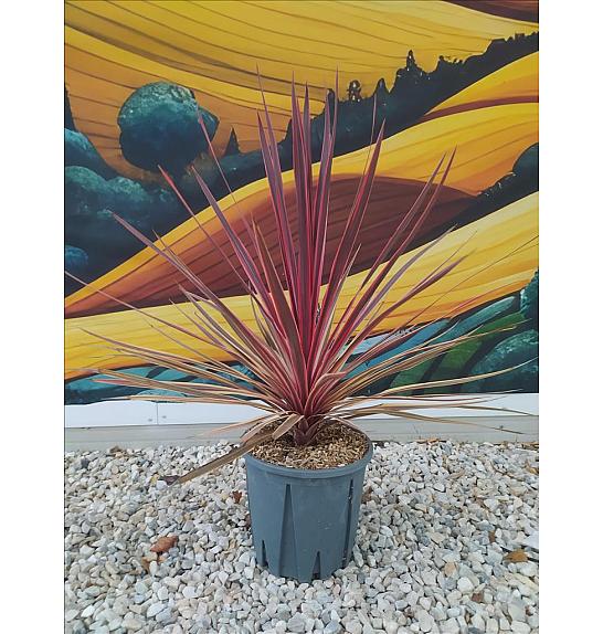 Cordyline Aus. Charlie Boy  C10 Lit. 40-60 cm (ZEL)