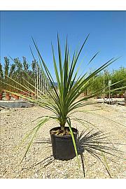 Cordyline Australis C16 Lit. 100-125 cm (ZEL)