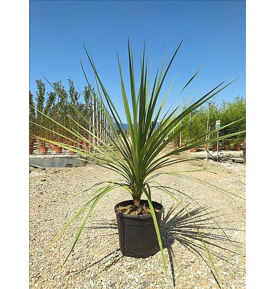 Cordyline Australis C16 Lit. 100-125 cm (ZEL)