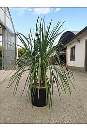 Cordyline Australis C50 Lit. 125-150 cm; Večstebelni (ZEL)